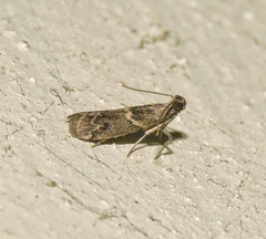 Phycitinae
