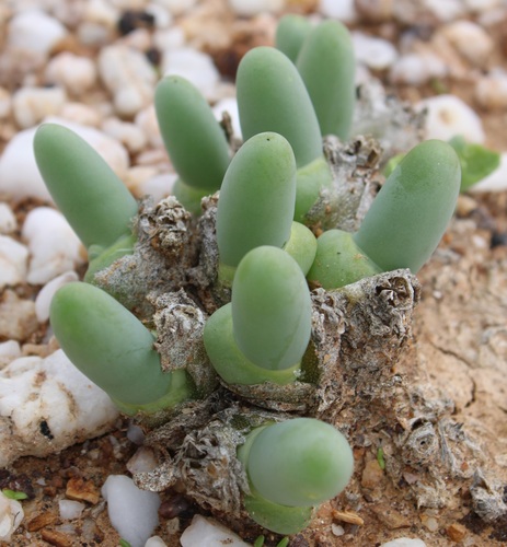 Phyllobolus digitatus (Aiton) Gerbaulet 2