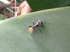 Camponotus postoculatus