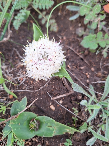 Lachenalia pygmaea
