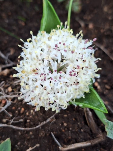 Lachenalia pygmaea