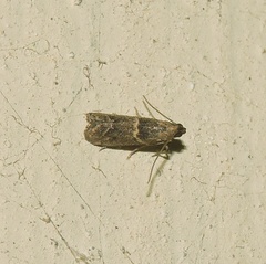 Phycitinae