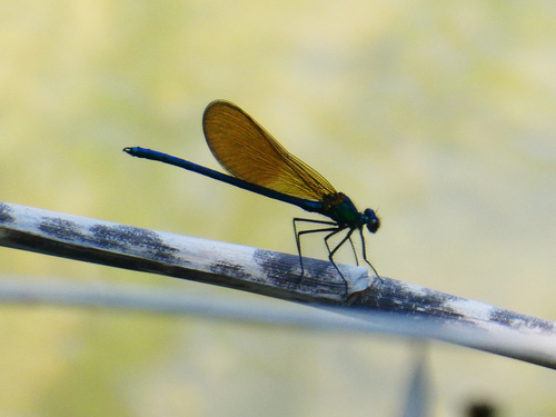 Western Demoiselle