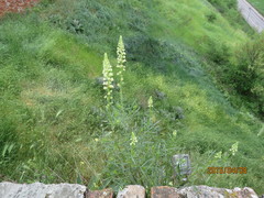 Reseda lutea