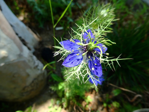 love-in-a-mist