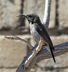 Cinnyris fuscus fuscus