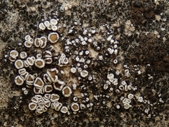 Myriolecis semipallida