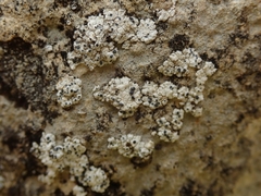 Buellia albula