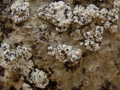 Buellia albula
