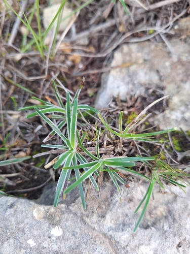 Ficinia truncata, photograph 2