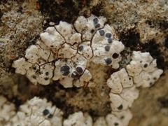 Buellia albula