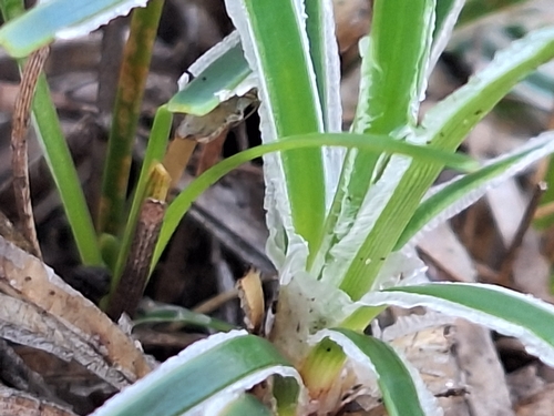 Ficinia truncata, photograph 3