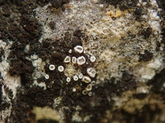 Myriolecis semipallida