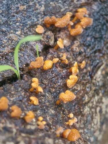orange pore fungus