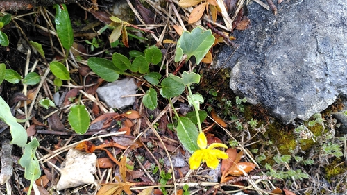 Ranunculus hybridus, photograph 1