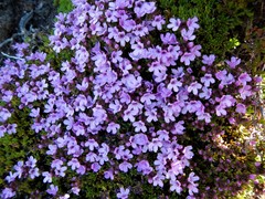 Thymus caespititius