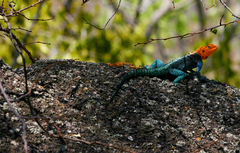 Agama kirkii
