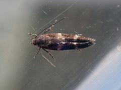 Mompha subbistrigella