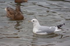 Larus canus