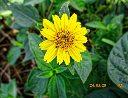 Aspilia africana