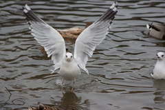 Larus canus