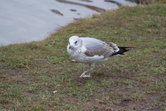 Larus canus