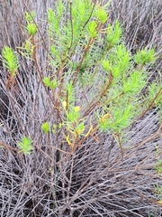 Euryops linearis