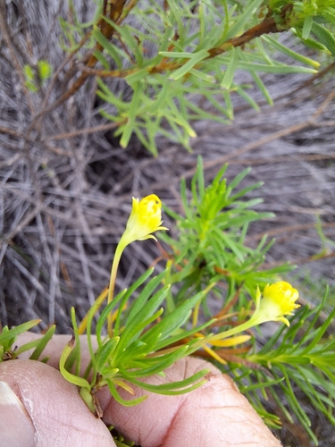 Euryops linearis, photograph 2