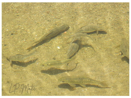 Arabian himri (Carasobarbus apoensis) — Cyprinidae