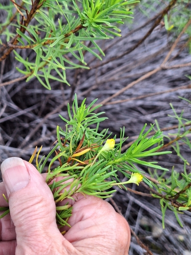 Euryops linearis, photograph 3
