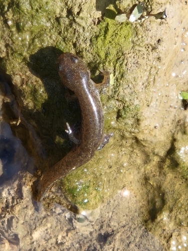 Gensan Salamander