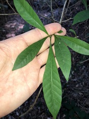 Tabernaemontana pandacaqui