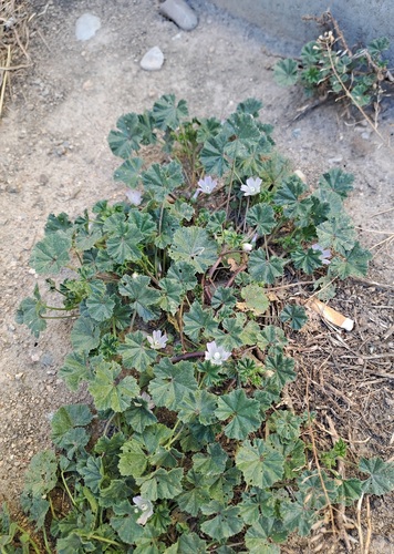 dwarf mallow