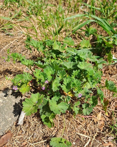 Small-flowered Crane's-bill