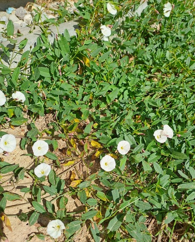 field bindweed
