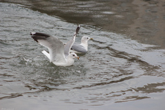 Larus canus