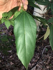 Mallotus philippensis