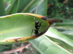 Camponotus postoculatus