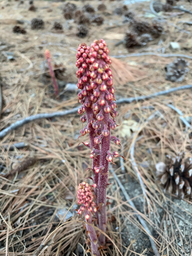 iNaturalist observation photo of woodland pinedrops