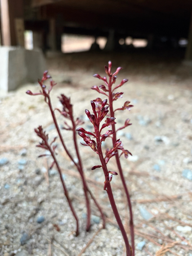 iNaturalist observation photo of spotted coralroot