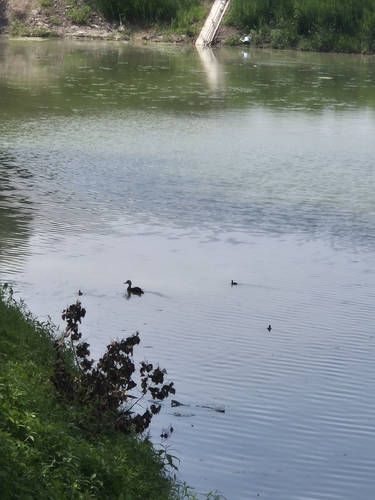 Eastern Spot-billed Duck