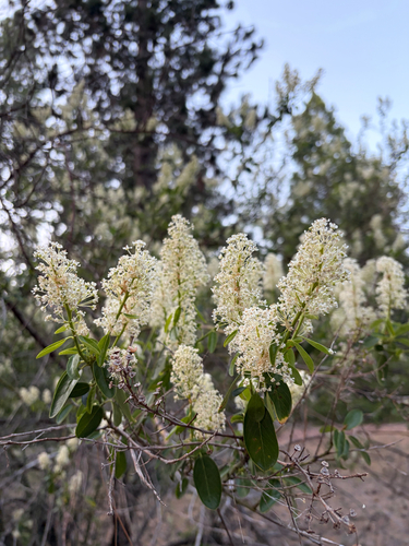 iNaturalist observation photo of Palmer ceanothus