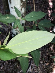 Mallotus philippensis