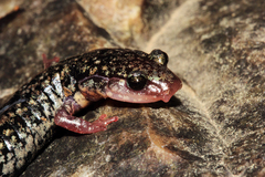 Plethodon caddoensis