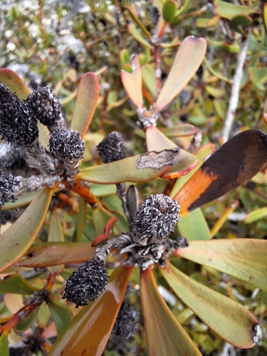Leucadendron muirii, photograph 1