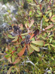 Leucadendron muirii, photograph (c) Adele SL, some rights reserved (CC BY)
