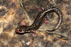 Plethodon caddoensis