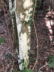 Mallotus philippensis