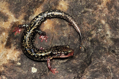 Plethodon caddoensis