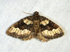Chrysolarentia gypsomela